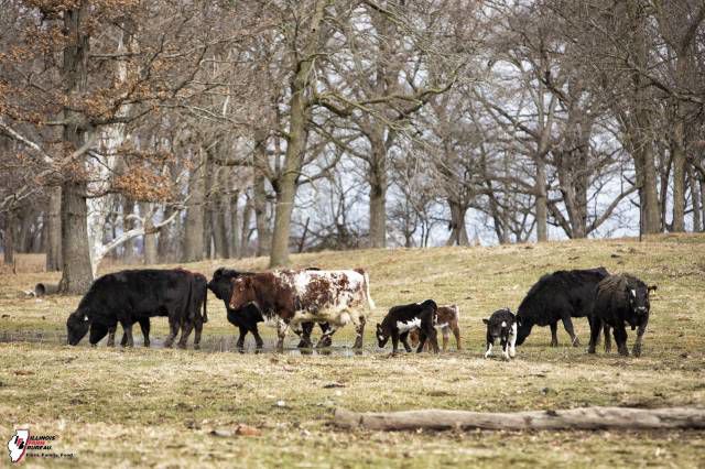 U of I Extension offering 10 certified livestock manager training workshops